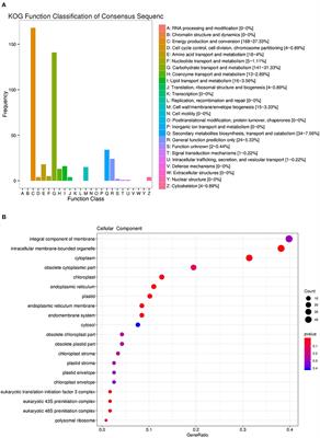 Effects of 5-azaC on Iridoid Glycoside Accumulation and DNA Methylation in Rehmannia glutinosa